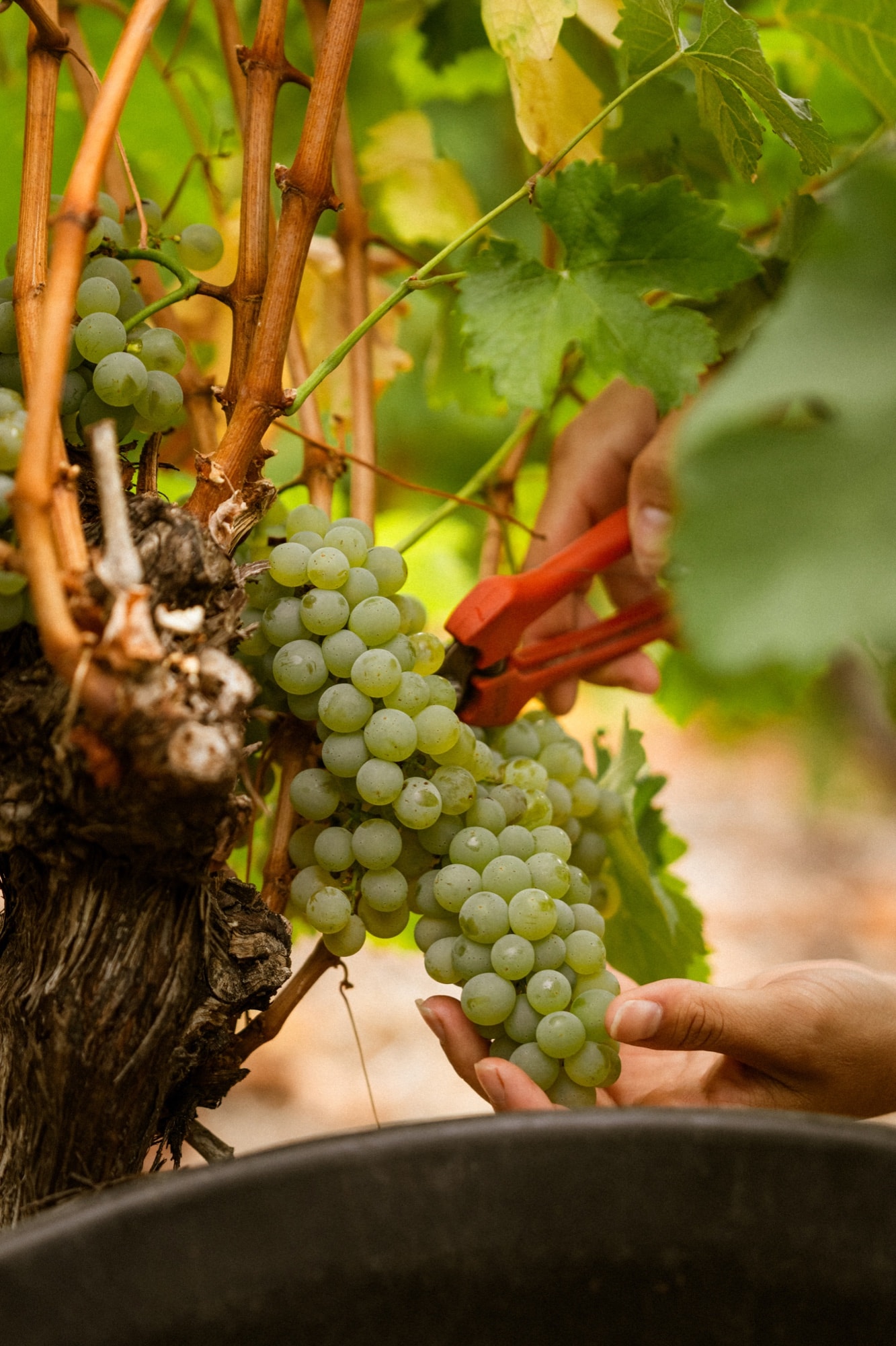 Weinlese mit weißen Trauben