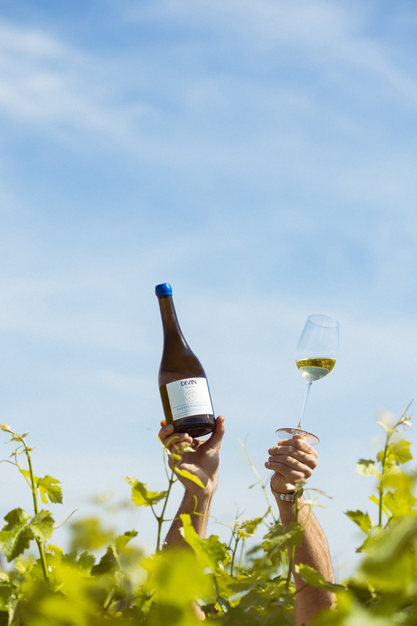 Anstoßen im Weinberg mit DIVIN Sauvignon Blanc