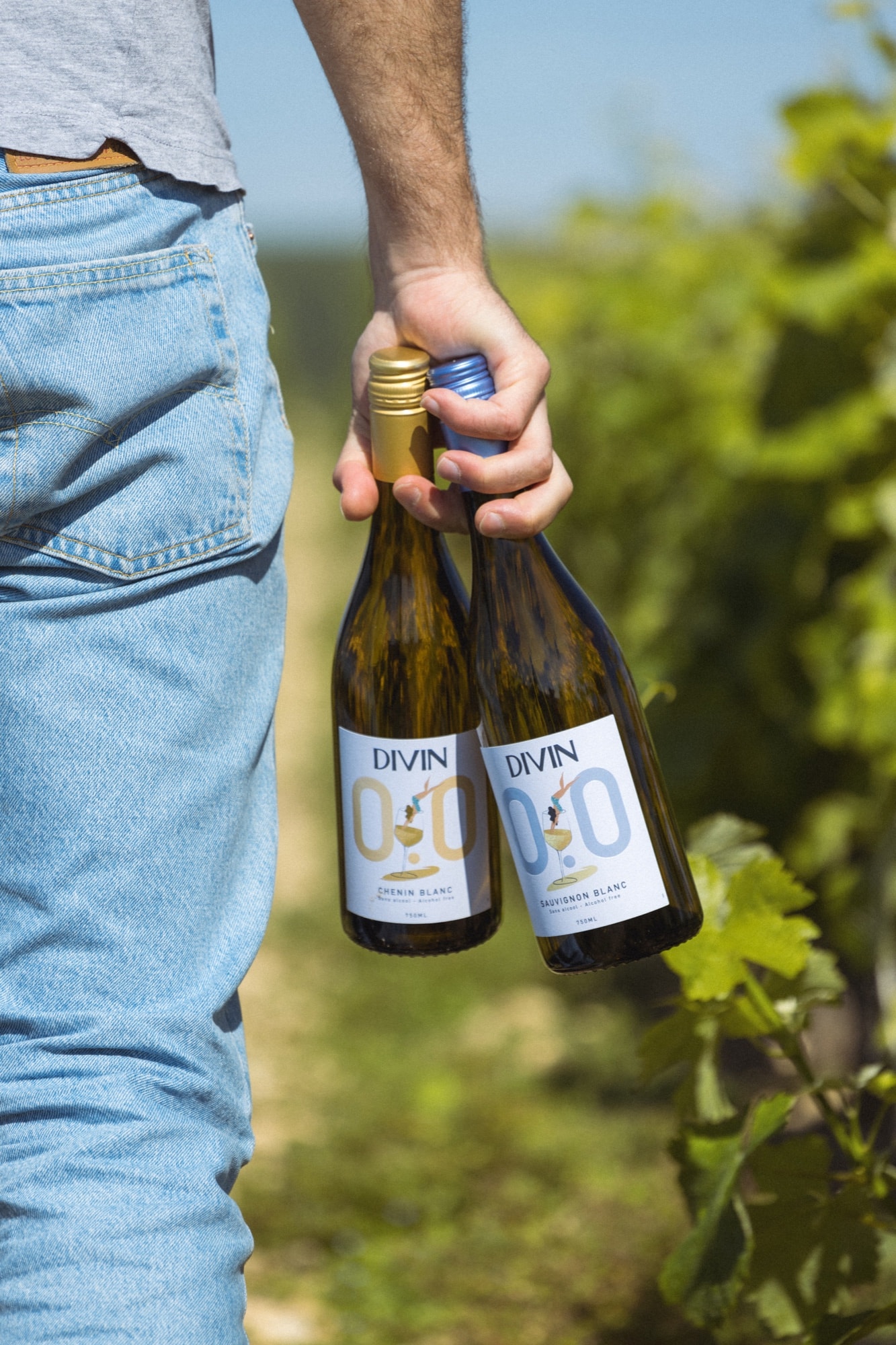 DIVIN Chenin Blanc und Sauvignon Blanc im Weinberg