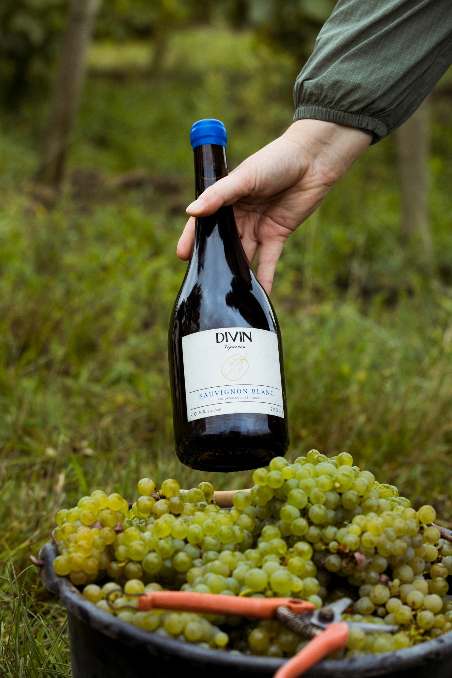 DIVIN Sauvignon Blanc bei der Weinlese mit Traubenkorb